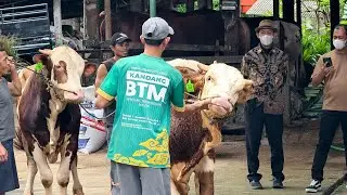 LIVE! Kandang Sapi jumbo Btm