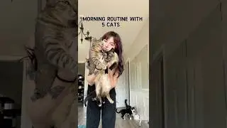more cat content coming