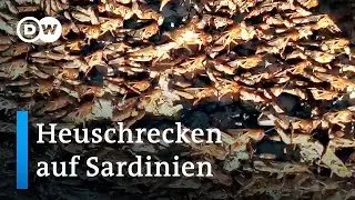 Italien: Heuschreckenplage auf Sardinien | Fokus Europa