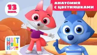 Цветняшки — Учим части тела — Сборник — Развивающий мультфильм