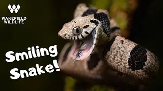 VENOMOUS SNAKES and CHAMELEONS! | Uganda part 4