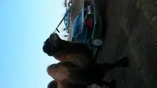 Шутур дар виставка