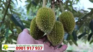 TẠI SAO SẦU RIÊNG RỤNG BÔNG RỤNG TRÁI NON - CÁCH KHẮC PHỤC HẠN CHẾ