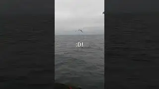 MINE MINE MINE! ᕕ( ᐛ )ᕗ (Old Footage) #shorts #fishing