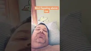 Bird Flapping Overhead Short! #shorts #effects