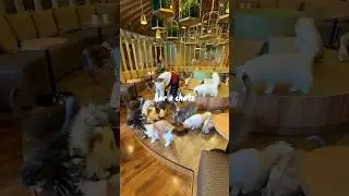Le meilleur bar &agrave; chat du Japon 🐈🇯🇵