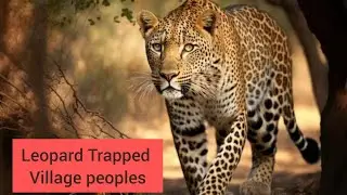 Forest guard advice village people Leopard Trapped procedure