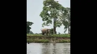 Wild Elephant Attack! Youths Run for Their Lives in Terrifying Chase