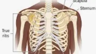 Understanding Ribs : types and function