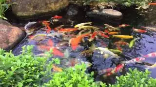 Good koi pond design