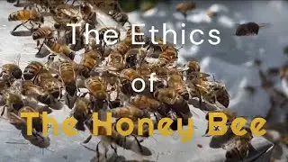 The Ethics of Honey Bees by Emma Gargiulo