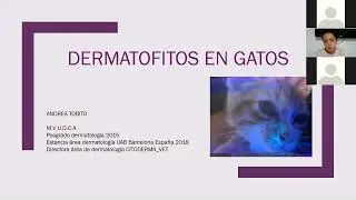 DERMATOFITOSIS GATO