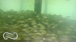 LOBSTER AND SNAPPER - Snorkeling the Flats of the Florida Keys - Lime Tree Bay Resort - Long Key