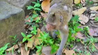 Jazzy monkey in carrying of baby on pregnancy time and feed medicine for health care. 04