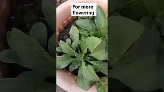 #shorts pinching petunia plants🌱