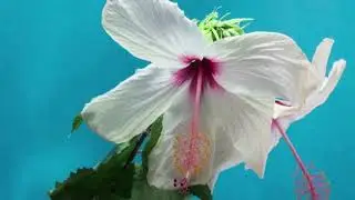 life enhancing music,soothing music before sleep,soothing music classical,soothing music deep sleep