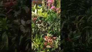 Beautiful Flowers #ai #flowers #scenery #nature