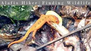 Fiery Gizzard / Dog Hole Trail Loop