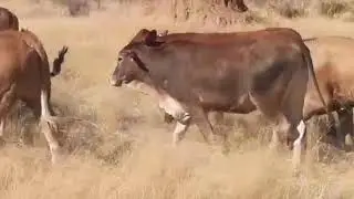 NAMIBIA GENETICS BULL AUCTION