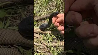 I Caught America&rsquo;s Fastest Snake! Eastern Coachwhip in Georgia