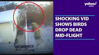 Shocking security footage shows flock of birds drop dead mid-flight | Yahoo Australia