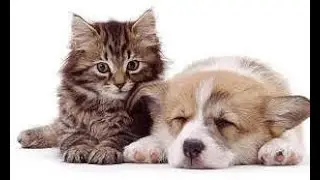 Tigna e rogna. Dermatosi zoonotiche gatto, cane, coniglio. Sintomi, cure, prevenzione
