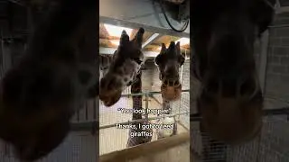There&rsquo;s no experience quite like this🤩 #Chessington #ThemePark #Zoo  #Giraffes