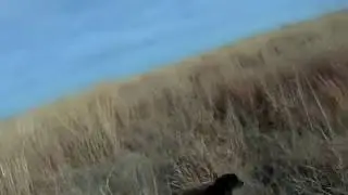 My first Pheasant Kill Caught on Camera |Kansas Pheasant Hunting|