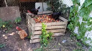 Herding chickens in the morning and afternoon ( 163 )
