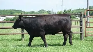LMCS Alley bred