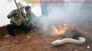 72 Hours of Danger 😱 Trapping a Giant Python Underground While Harvesting 1,000+ Birds