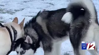 How to keep your dog safe and warm in winter weather