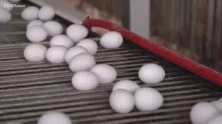 Grocery stores try to minimize the impact of rising egg prices on consumers