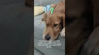 Memory Gap 😂 #viral #memes #goldenretriever