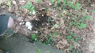 Shrimp Of The Woods (Aborted Entoloma)