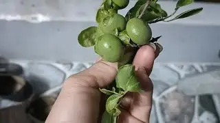 (Đx))M167 gl c&acirc;y thị hồng đ&aacute; 250k  LH 0707713796 Khương bonsai 