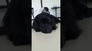 #newfoundland #newfy #bigdog #blackdog #cute #cuteshorts #followme #shorts #shortsvideo #foryou