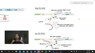 Trp Operon Attenuation