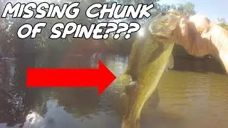 What Happened To This BASS? Flipping Thick Laydowns