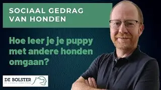Je pup met andere honden leren omgaan