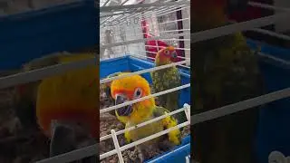 Talking Baby Birds 🐦 New friends we met at our local flea market