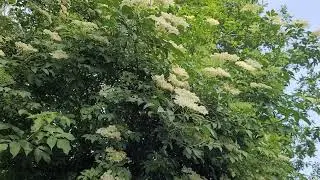 Elderberry in full bloom @AndreIjsendoorn #elderberries #trees #bomen