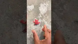 Catch big frogs funny | Try don't laugh | wepwep catching frogs make you laugh #shortsviral