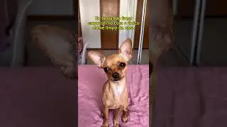 N&atilde;o est&aacute; f&aacute;cil para os humanos 😅 #pinscher #minipinscher #pinscher0 #pets #pinscherzero #memes