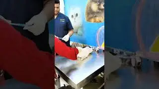 Gou&rsquo;s vaccination at Life Star Vet Clinic, Sharjah Dubai