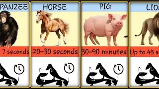 Mating Time Of Living Animals || Unbelievable Animals Comparison