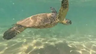 Amazing Snorkeling in Hawaii (Hanauma Bay, Oahu and Wailea Beach, Maui)