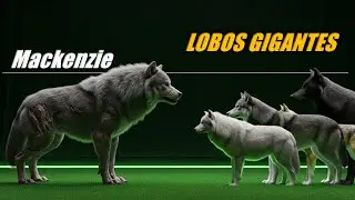 Todas Las Subespecies de LOBO GRIS | del más Pequeño al Más GRANDE - COMPARACIÓN DE TAMAÑOS