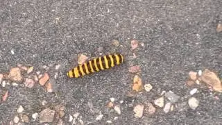 Tyria jacobaeae caterpillar
