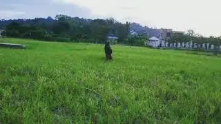 Dog training ( security dog)